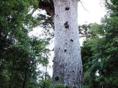 Waipoua Forest  |  Tane Mahuta