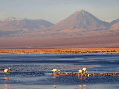 Salar de Atacama | Laguna de Chaxa with flamingos