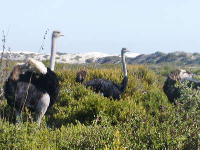 West Coast NP  |  Ostriches