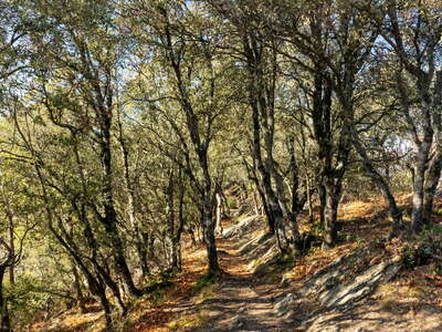 La Garrotxa | Holly oak forest