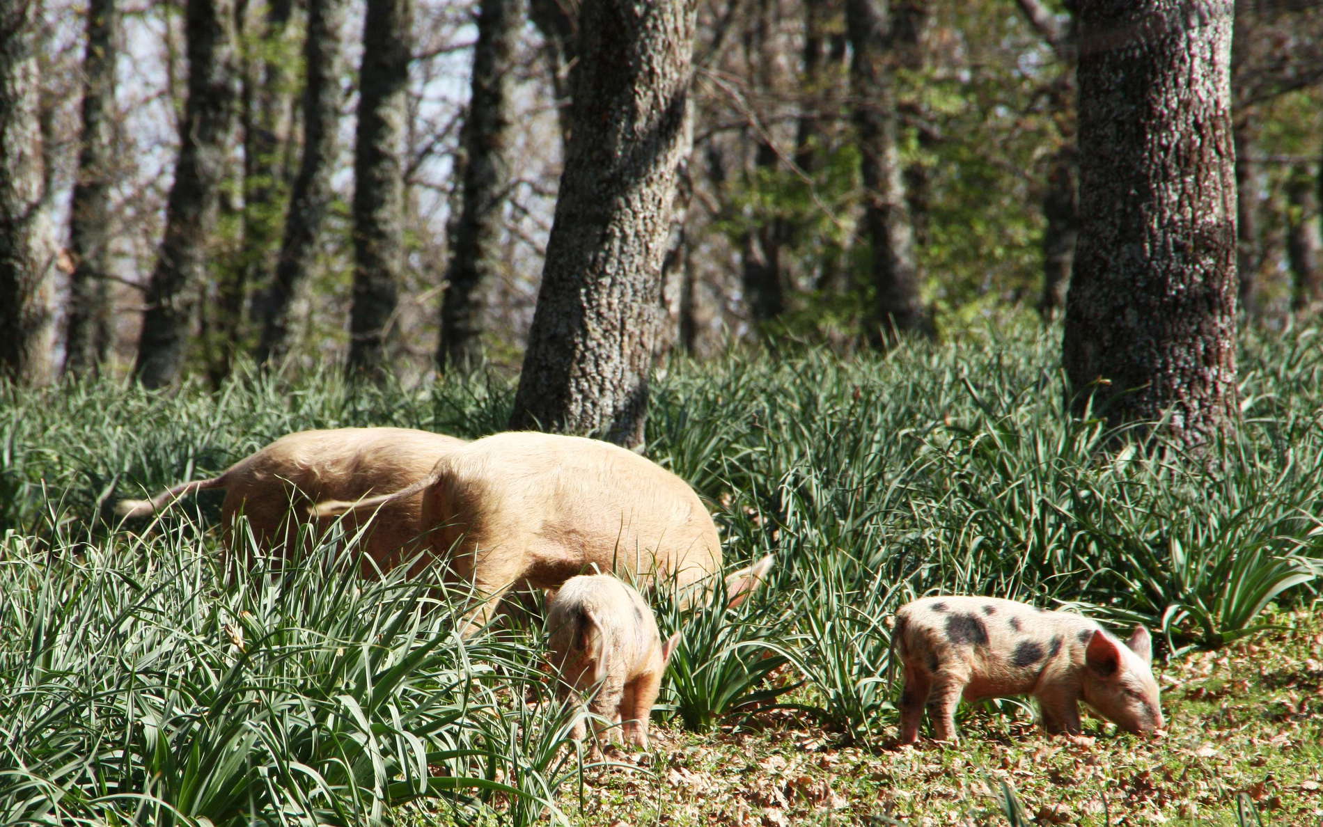 Gargano Peninsula | Pig grazing