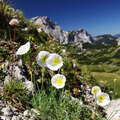 Hochschwab | Alpine poppy