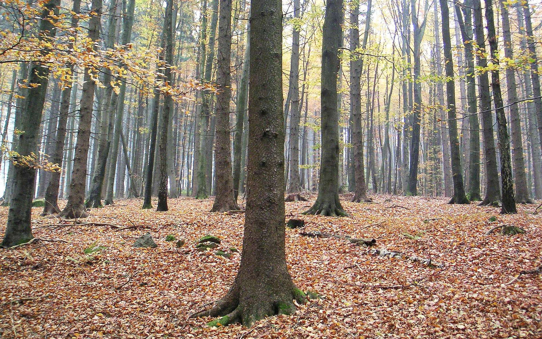 Mühlviertel | Autumn forest