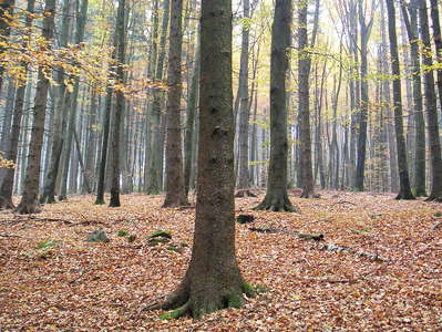 Mühlviertel | Autumn forest