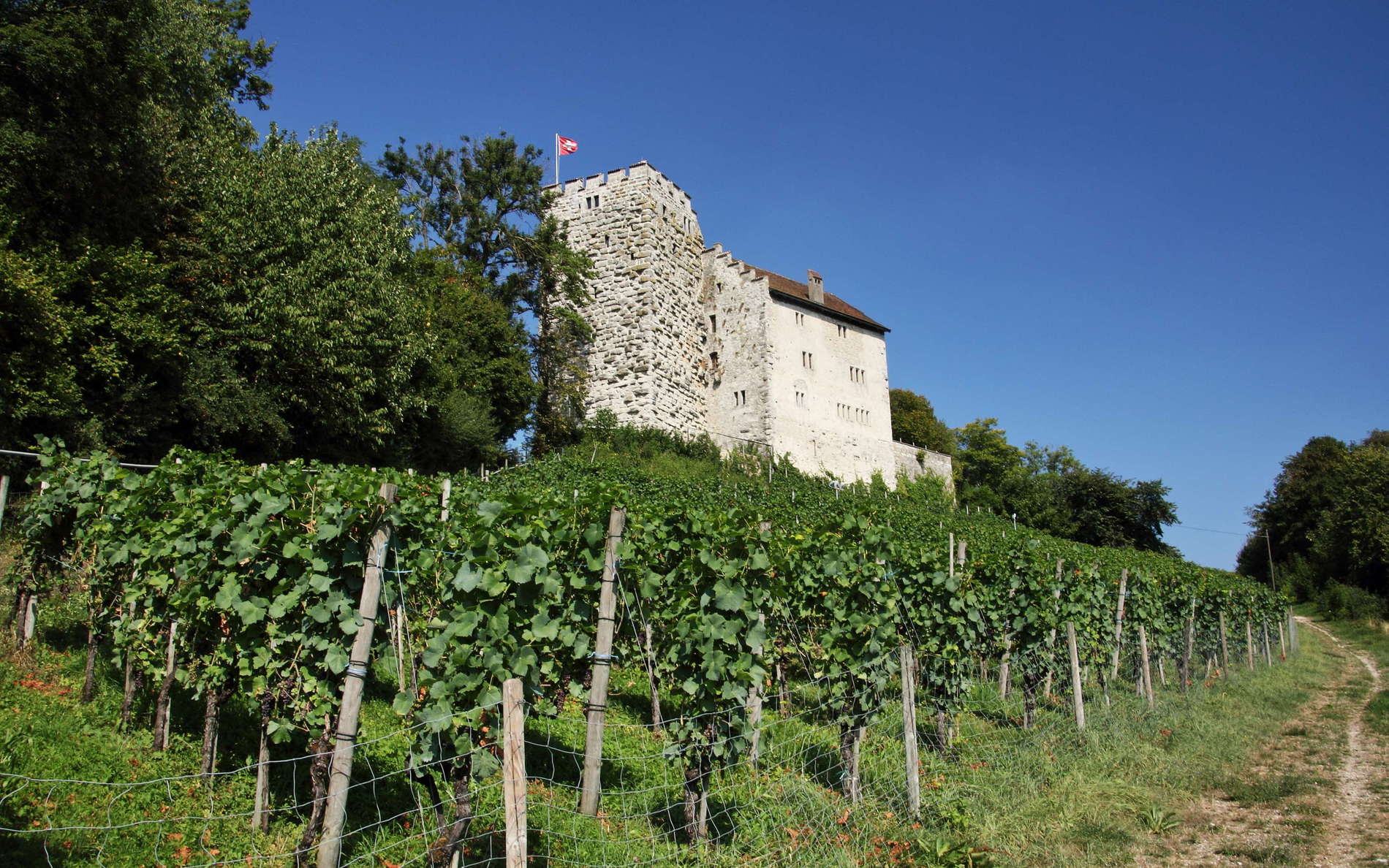 Habsburg with vineyard