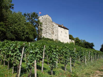 Habsburg with vineyard