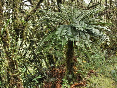 Termales San Juan  |  Cycad tree