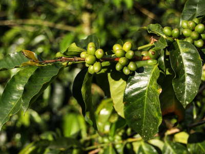 Chinchiná  |  Guayabal coffee farm
