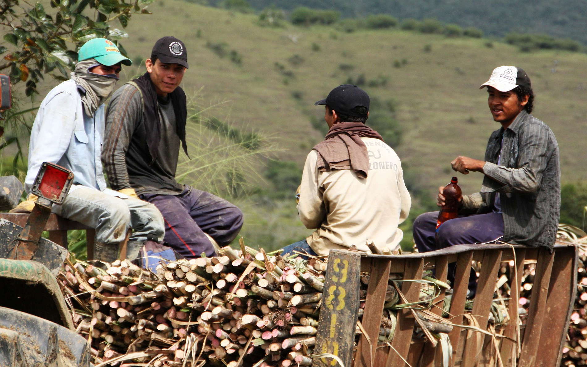 Cauca Valley  |  Sugar cane planters
