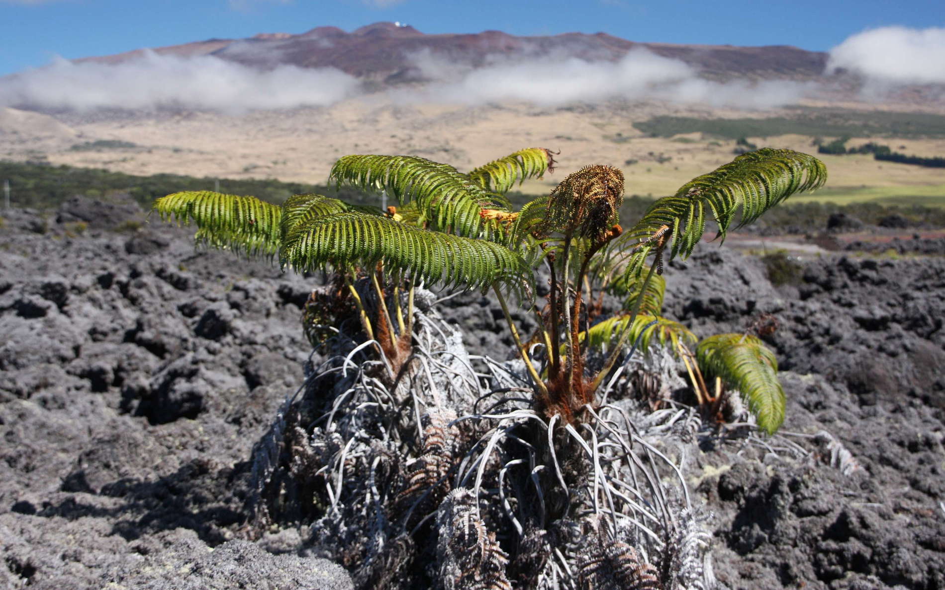 Saddle  |  Lava flow with tree ferns