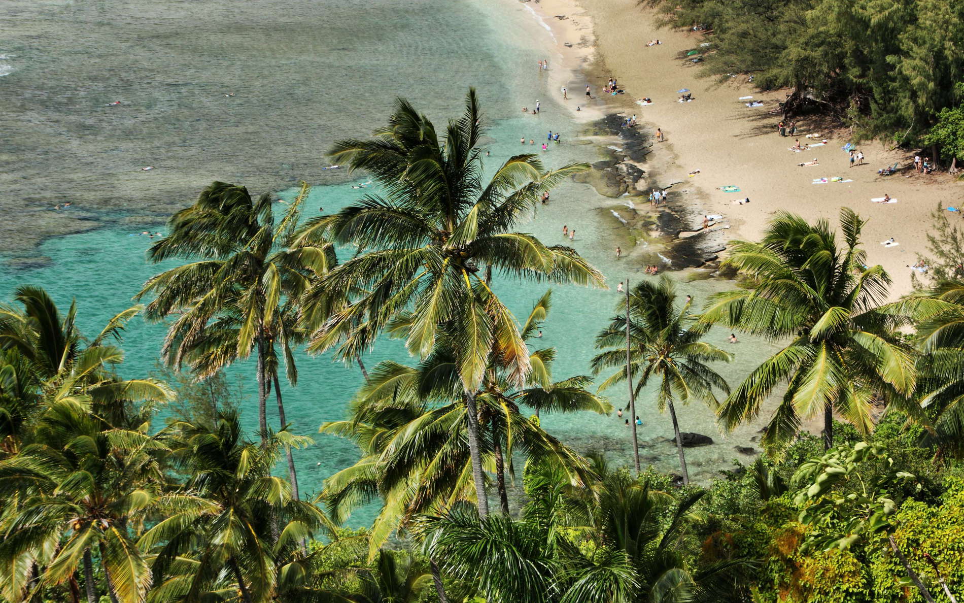 Ke'e Beach  |  Coconut palms