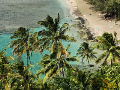 Ke'e Beach  |  Coconut palms