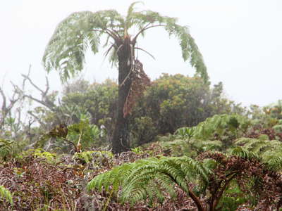 Alaka'i Swamp  |  Tree fern