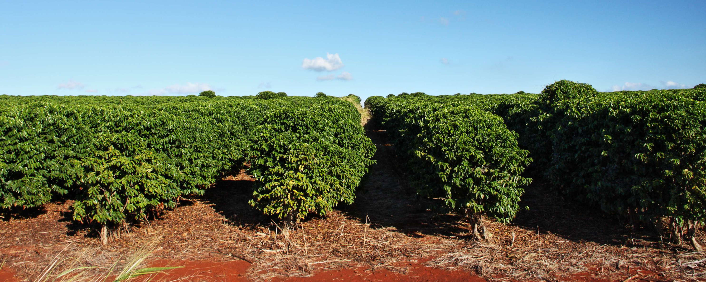 Hanapepe  |  Coffee cultivation
