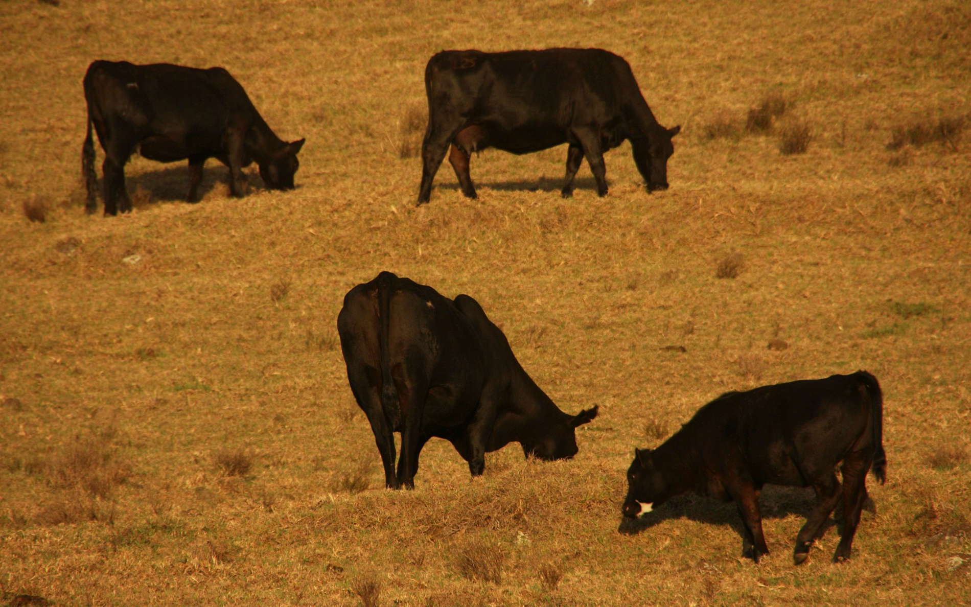 Pukalani  |  Upcountry with cattle