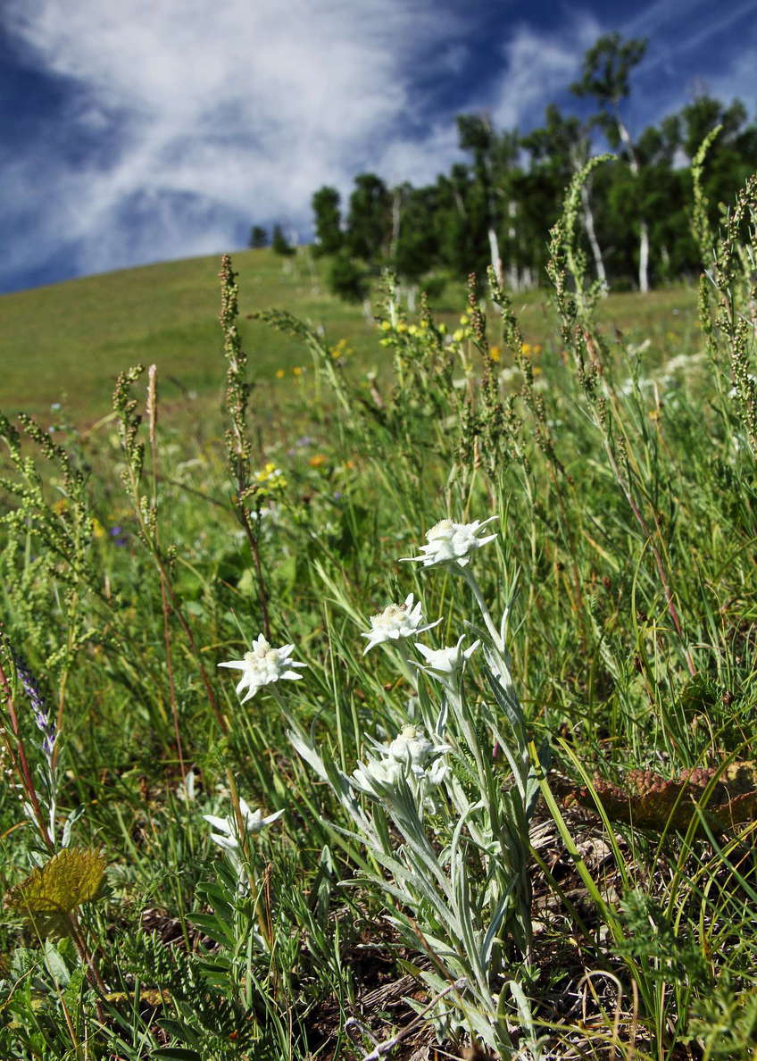Steppe with edelweiss