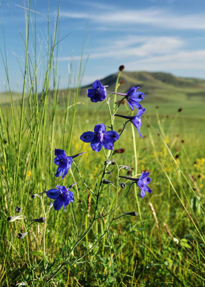Khotont  |  Steppe with Chinese delphinium
