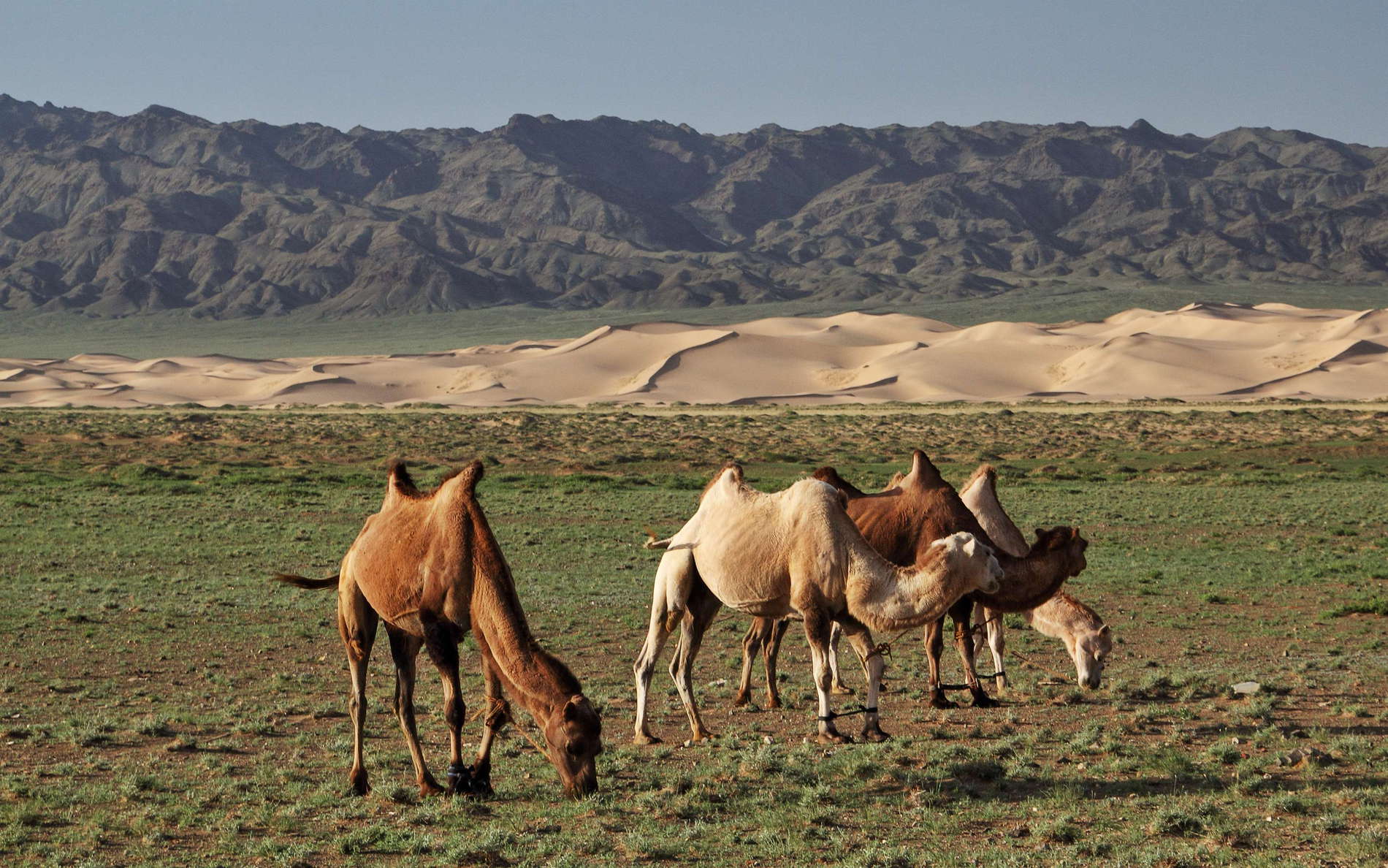 Khongoryn Els  |  Dune field with Bactrian camels