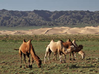Khongoryn Els  |  Dune field with Bactrian camels