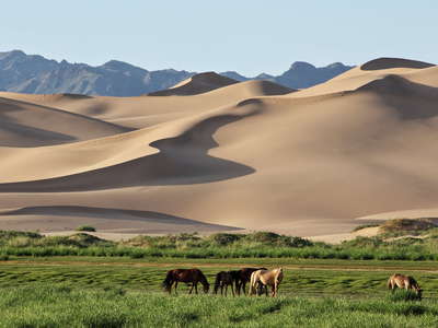 Khongoryn Els  |  Dune field with horses