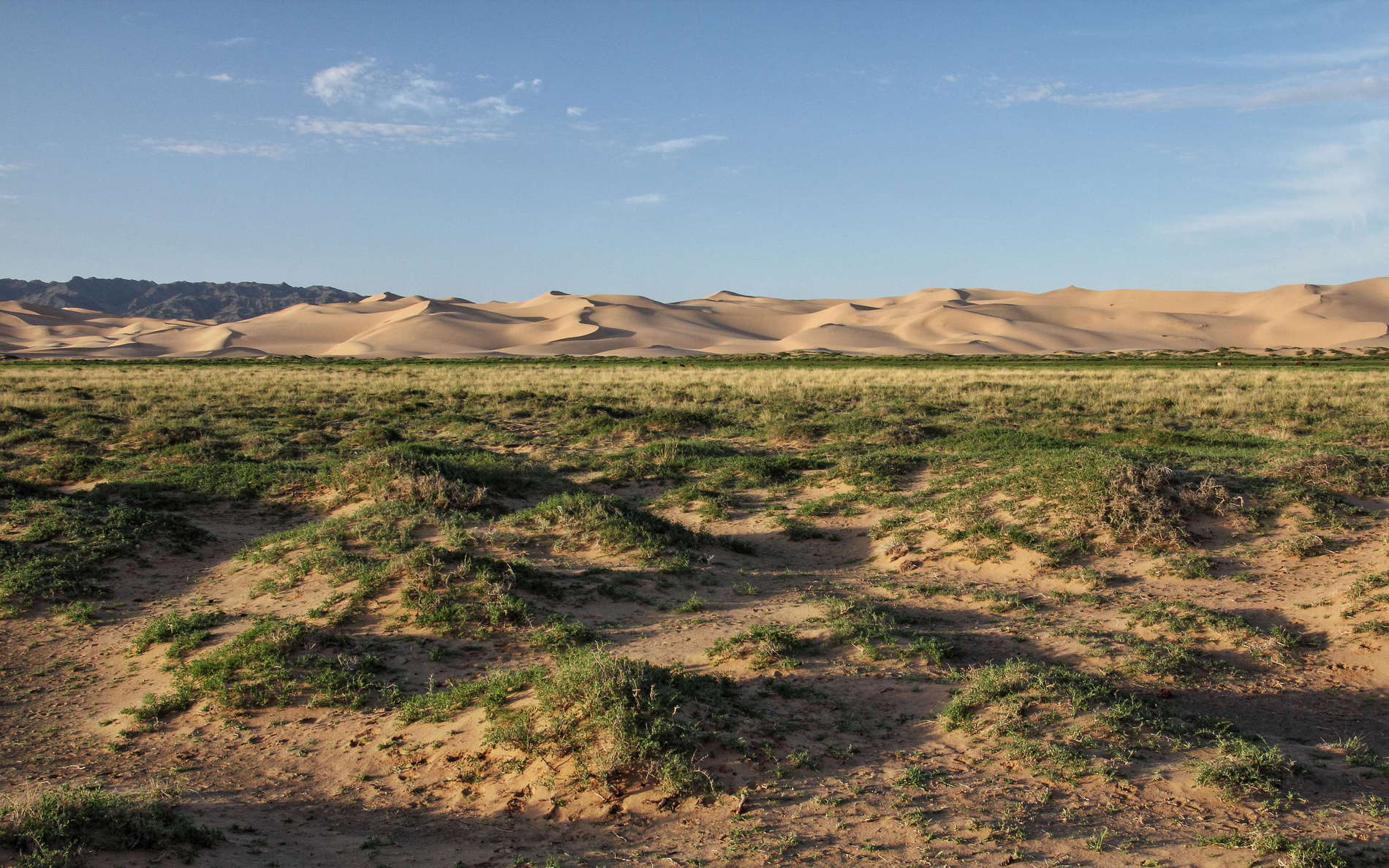 Khongoryn Els  |  Vegetated hummocks and dune field