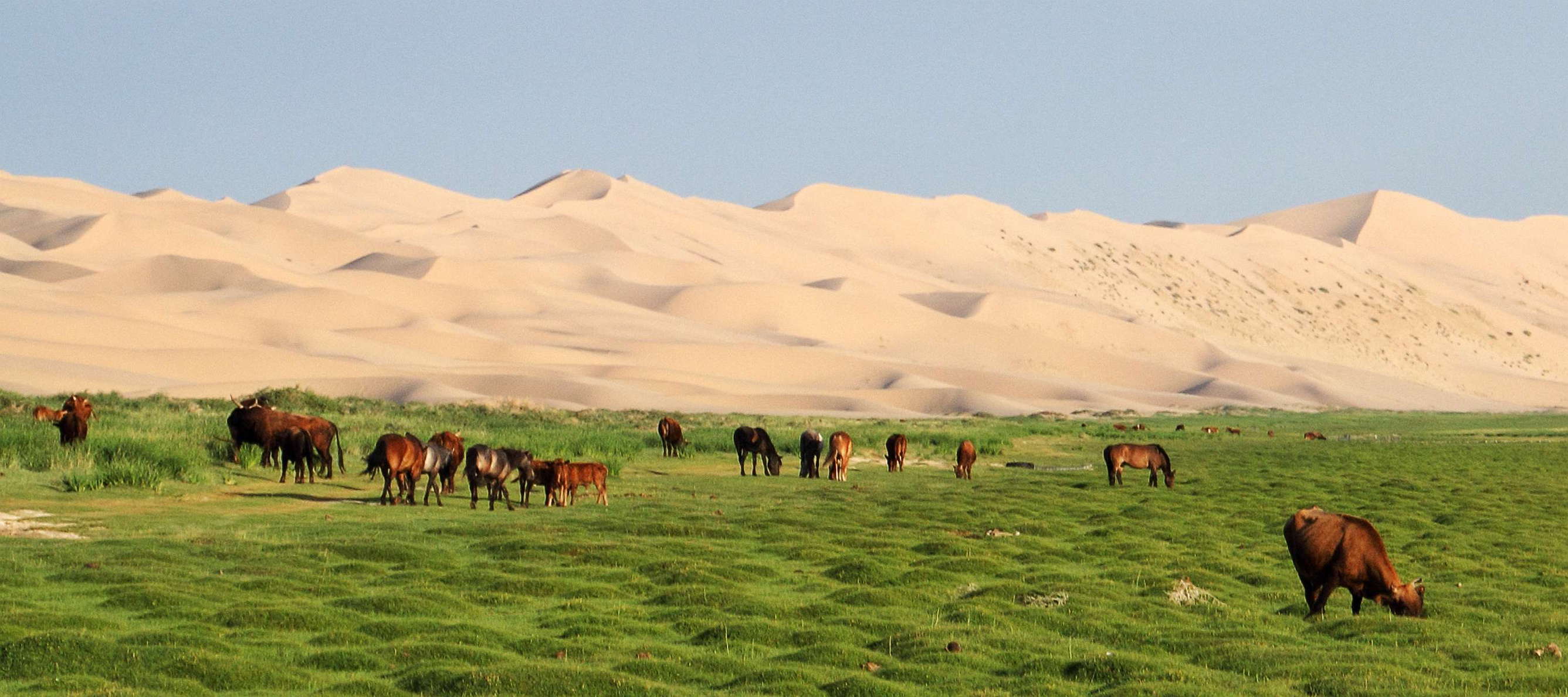 Khongoryn Els  |  Dune field with cattle and horses