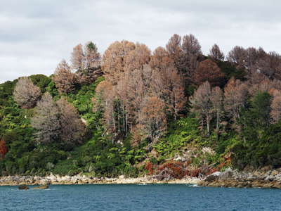 Abel Tasman NP  |  Poisoned pines