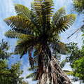 Abel Tasman NP  |  Tree fern