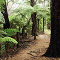 Abel Tasman NP  |  Black beech forest