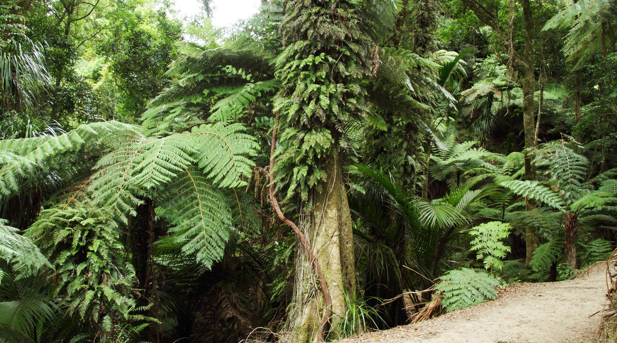 Abel Tasman NP  |  Subtropical rainforest