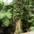 Abel Tasman NP  |  Subtropical rainforest