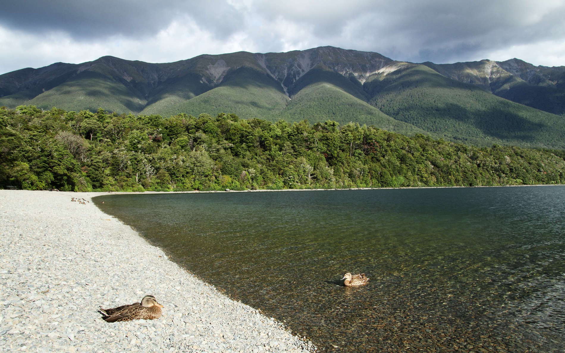 Lake Rotoiti  | Kerr Bay with ducks