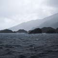 Doubtful Sound / Patea  |  Shelter Islands