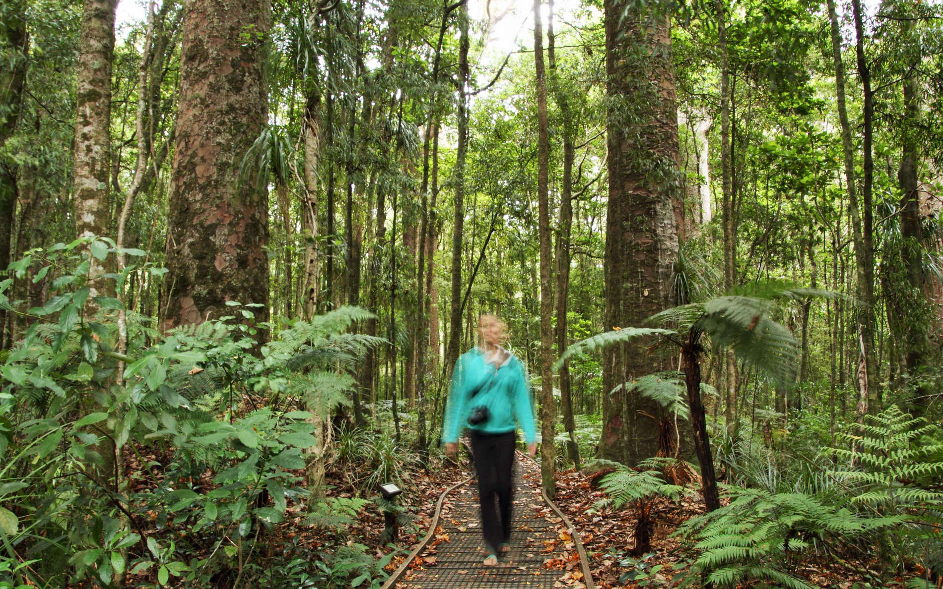Trounson Kauri Park  |  Subtropical rainforest