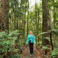 Trounson Kauri Park  |  Subtropical rainforest