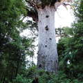 Waipoua Forest  |  Tane Mahuta