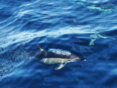 Bay of Plenty  |  Dolphin