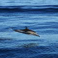 Bay of Plenty  |  Dolphin