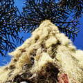 PN Conguillío | Araucaria tree with lichens