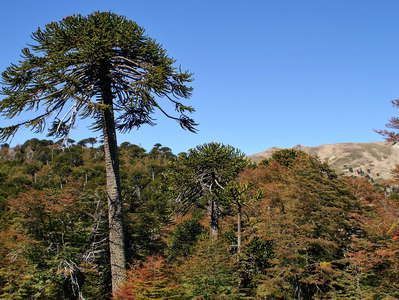 Cuesta Las Raices  |  Araucaria tree