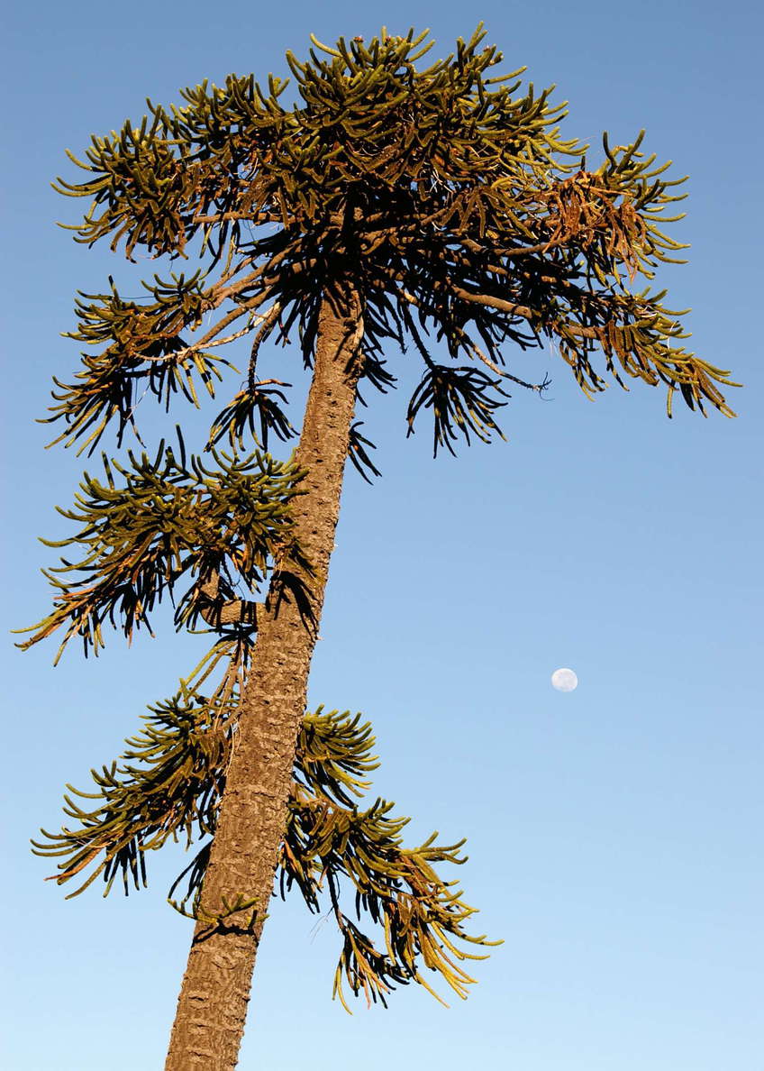 Cuesta Las Raices | Araucaria tree