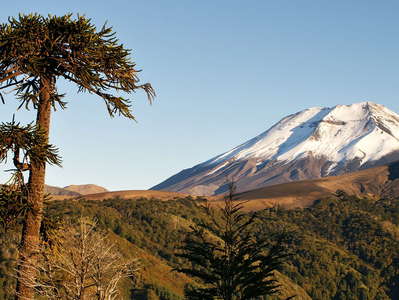 Cuesta Las Raices  |  Araucaria tree and Volcán Lonquimay