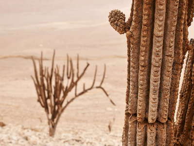 Tocopilla  |  Dead cacti