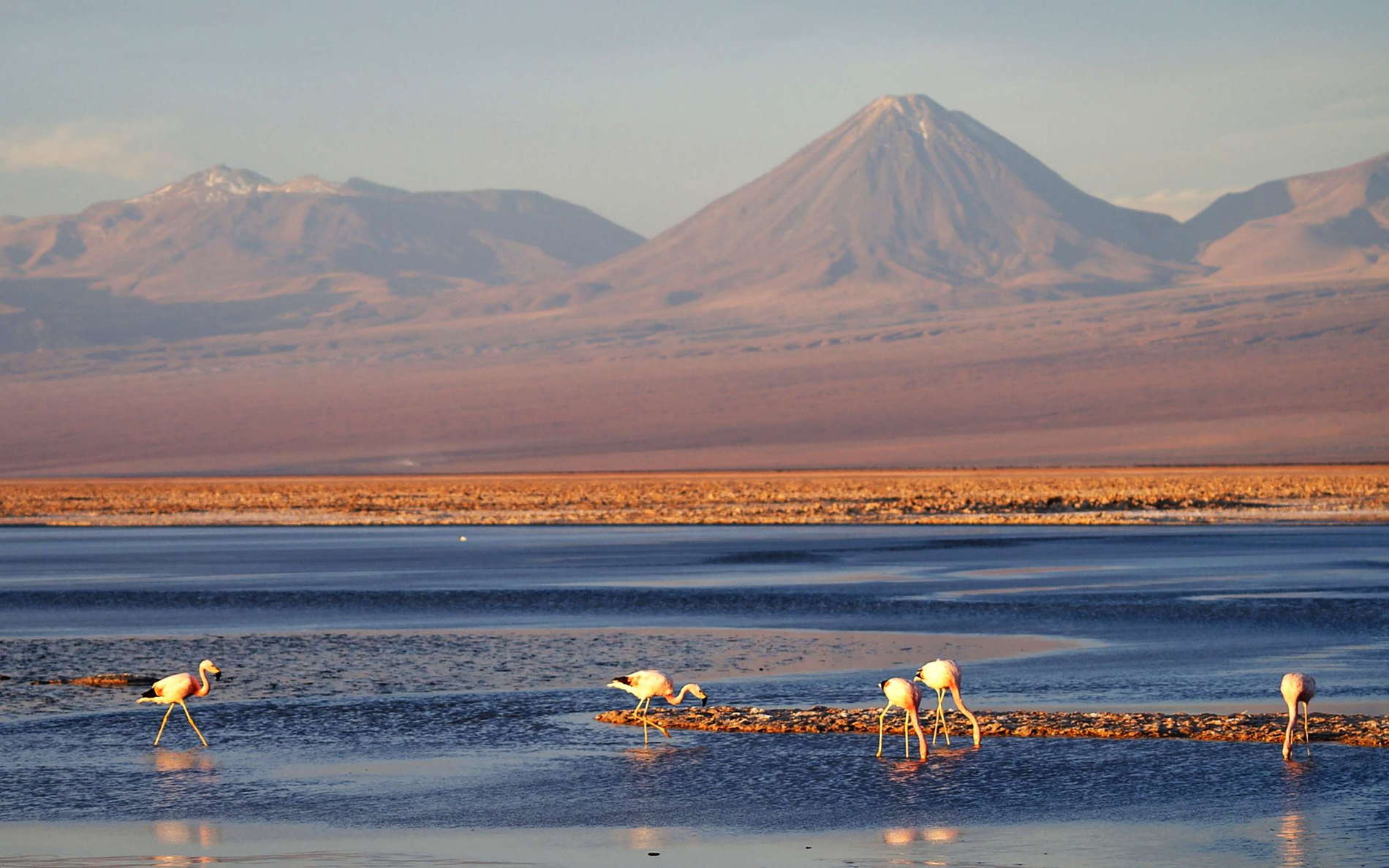 Salar de Atacama | Laguna de Chaxa with flamingos