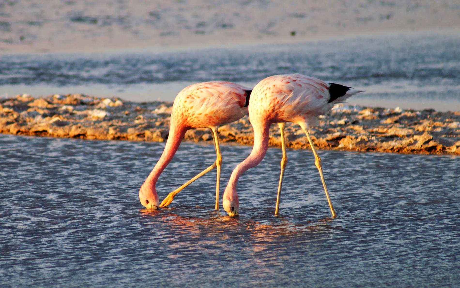 Salar de Atacama | Flamingos