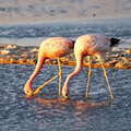 Salar de Atacama | Flamingos