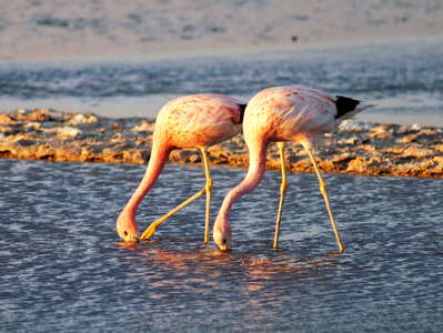 Salar de Atacama  |  Flamingos