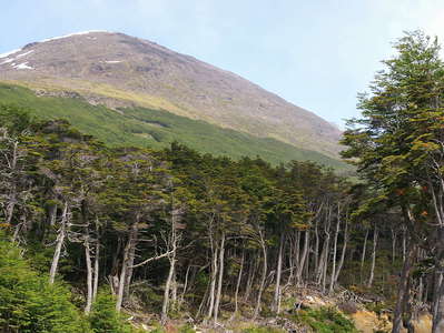Ushuaia  |  Forest with Magellan's beech