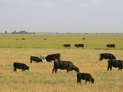 Buenos Aires  |  Pampa with cattle