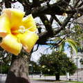 Rosario | Flower of floss silk tree